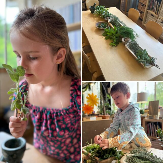 Multi-sensory experiences allow children to regulate, build stronger connections, and help to anchor their learning. In the SunRiver room, children were invited to work with pizza dough and fresh herbs. They made observations using their sight, smell, touch, and taste. What a beautiful way to connect nature and nourishment! 🌿