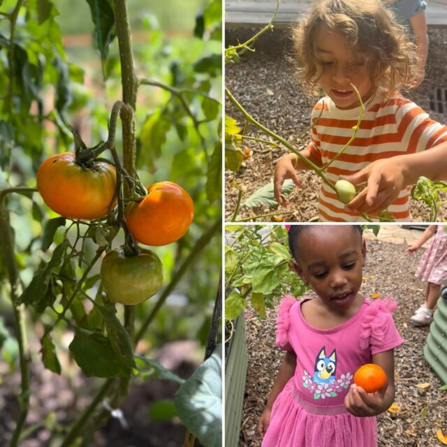 🌱 Nesting Room’s first thread of the year! 🍅

On the first day of school, the Nesting Room students took a visit to the class garden beds that Nesting room students planted last spring. As they explored, the garden sparked  conversations about the connections between living things, gardens, and the food we eat. Tomatoes were harvested and brought inside for investigation! 

With magnifying glasses in hand, children closely observed the tomatoes, noticing their colors, sizes, and varieties. They expressed that while tomatoes are often pictured as bright red, the tomatoes growing in our garden were orange, yellow, and green! These observations opened the door to conversations about similarities and differences.

Educators then posed the question: “How can tomatoes be prepared?” Children were invited to explore through a taste test featuring fresh tomatoes, pasta sauce, tomato soup, and salsa. As they tasted, they discovered more about their senses, shared observations, and how our personal preferences can be wonderfully different.

What an incredible start to the 2026–27 school year. We can’t wait to see where the children’s questions, ideas, and discoveries take us.
