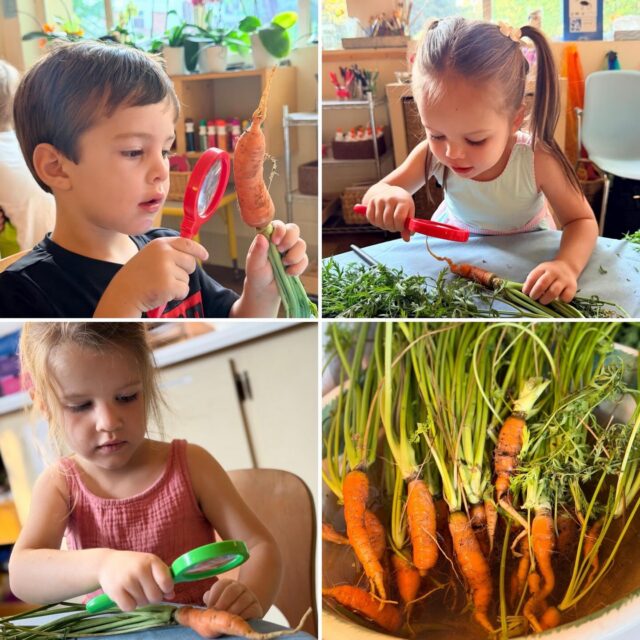 While transitioning on the grounds, the children in the Girasol classroom noticed Grace, our studio educator, harvesting carrots from our community gardens. This simple moment sparked questions and thinking around the garden, what grows within it, and what comes from it.

Grace then offered the freshly harvested carrots to the class, inviting the children into a deeper exploration. With magnifying glasses, observation drawings, and a taste test, the children engaged their senses as they wondered, observed, and connected with the natural world around them.

A beautiful reminder of how moments of discovery can unfold when we slow down, notice, and follow the children’s curiosity. 🥕🌱